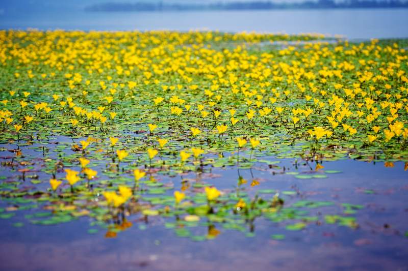 湖面黄花盛开图片