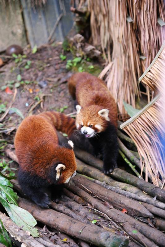 两只小熊猫在木堆上玩耍图片