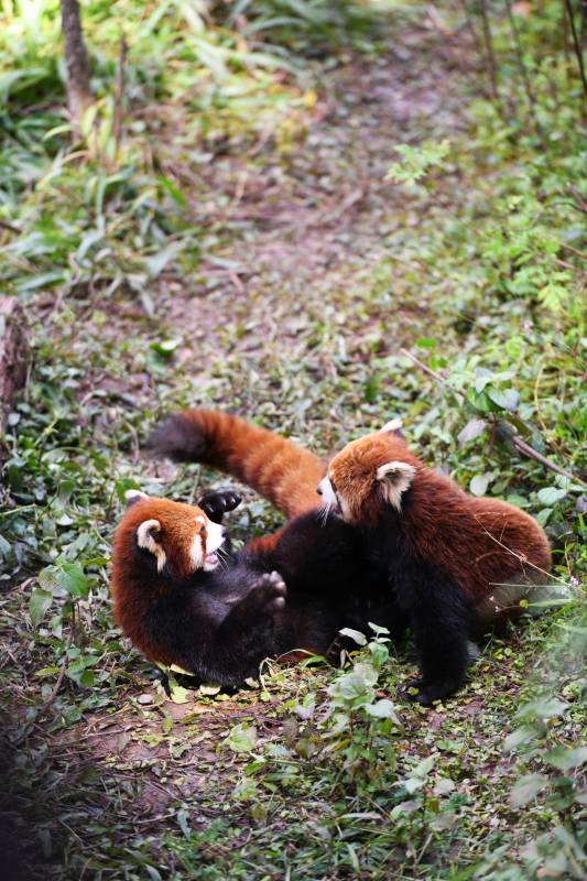 小熊猫林间嬉戏打闹图片