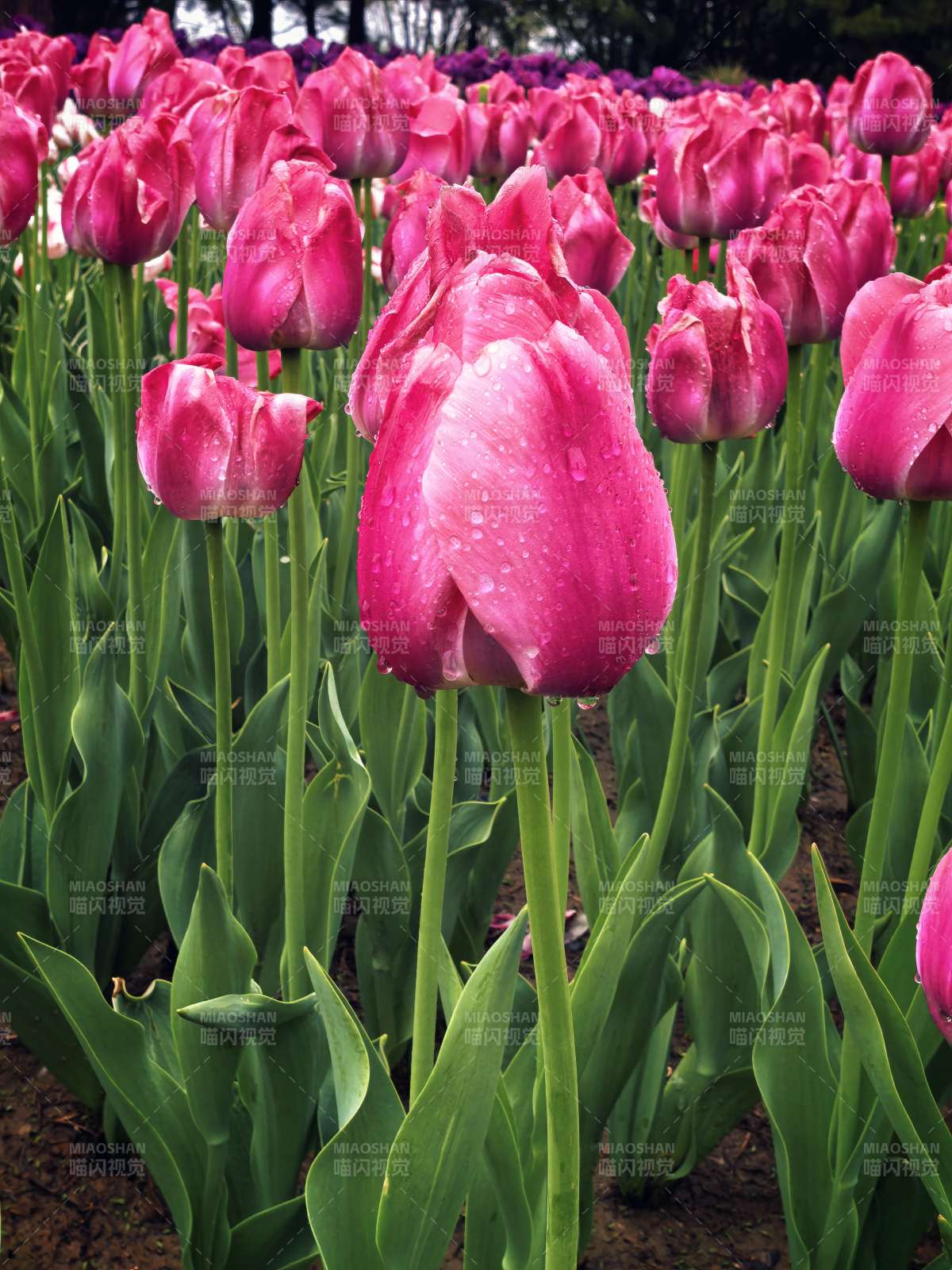 雨后粉 tulip 花海绽放图片