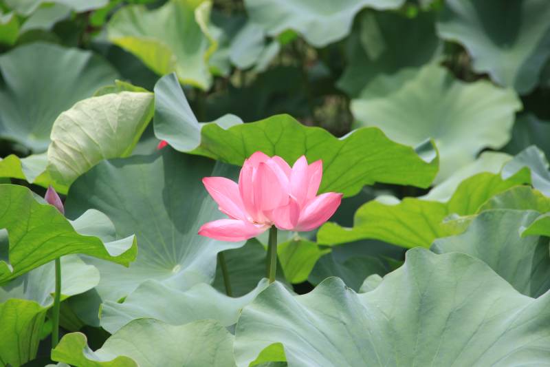 粉荷映碧叶 夏日静绽放图片