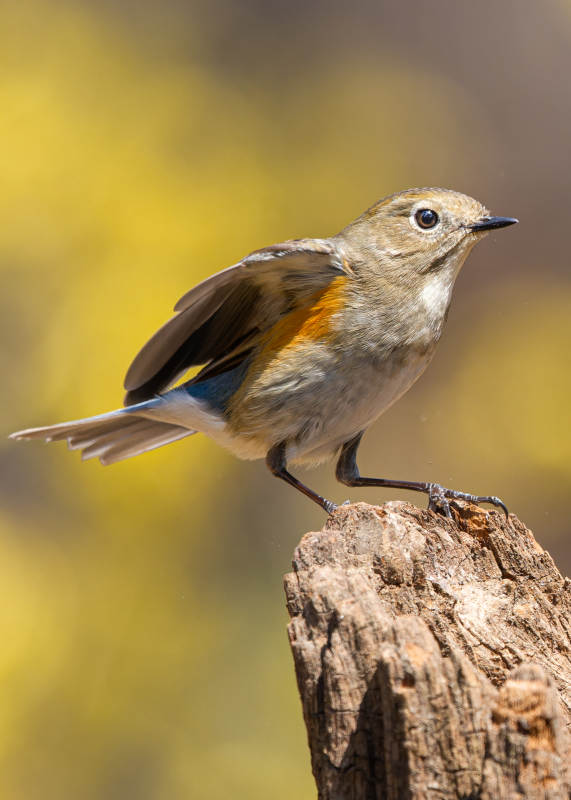 红胁蓝尾鸲栖木上图片
