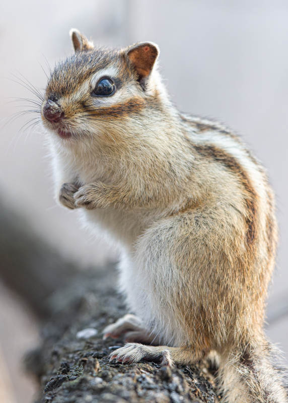 花栗鼠萌态可掬图片