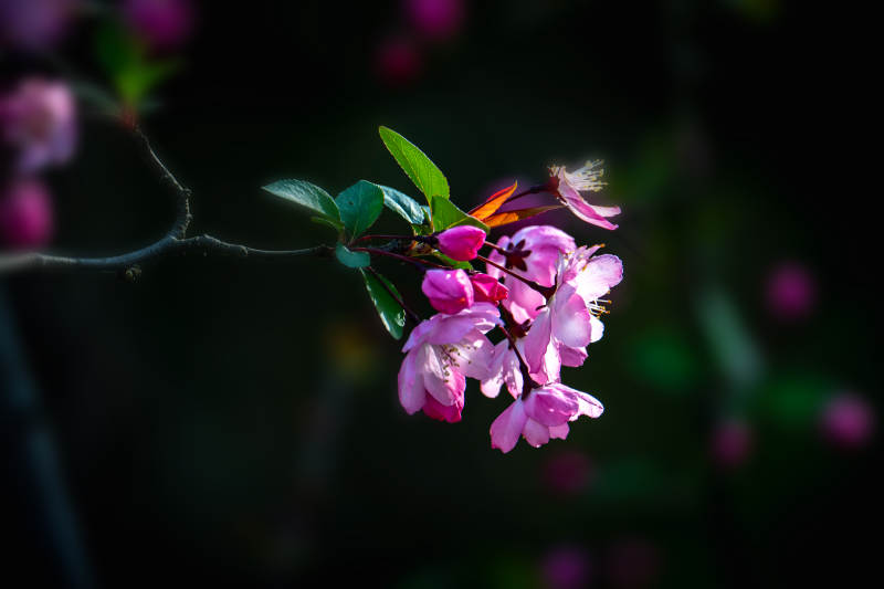 粉花枝头 暗夜绽放图片