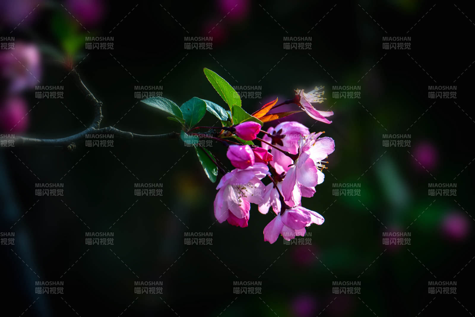 粉花枝头 暗夜绽放图片