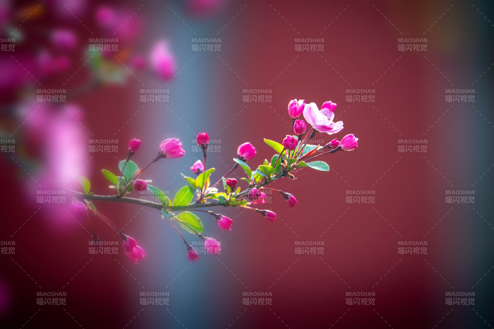 粉花枝头 春意盎然图片