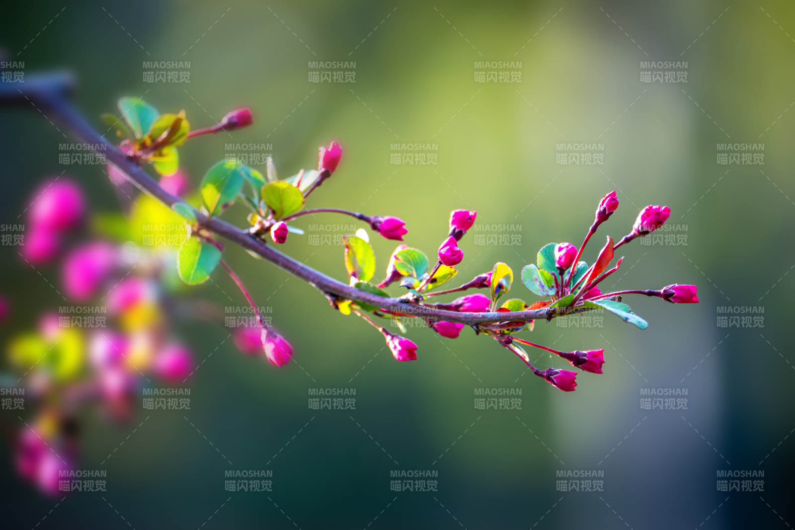 春花初绽 粉嫩枝头映春光图片