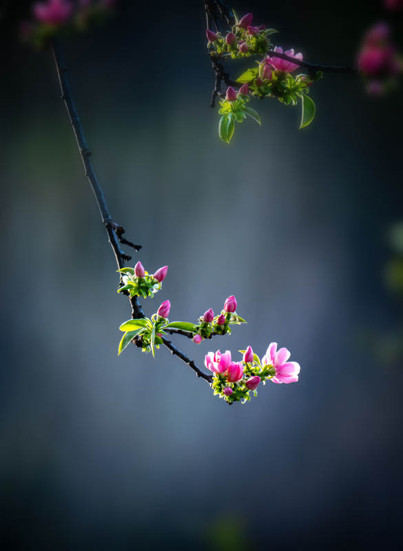 春花初绽 枝头粉嫩迎光图片