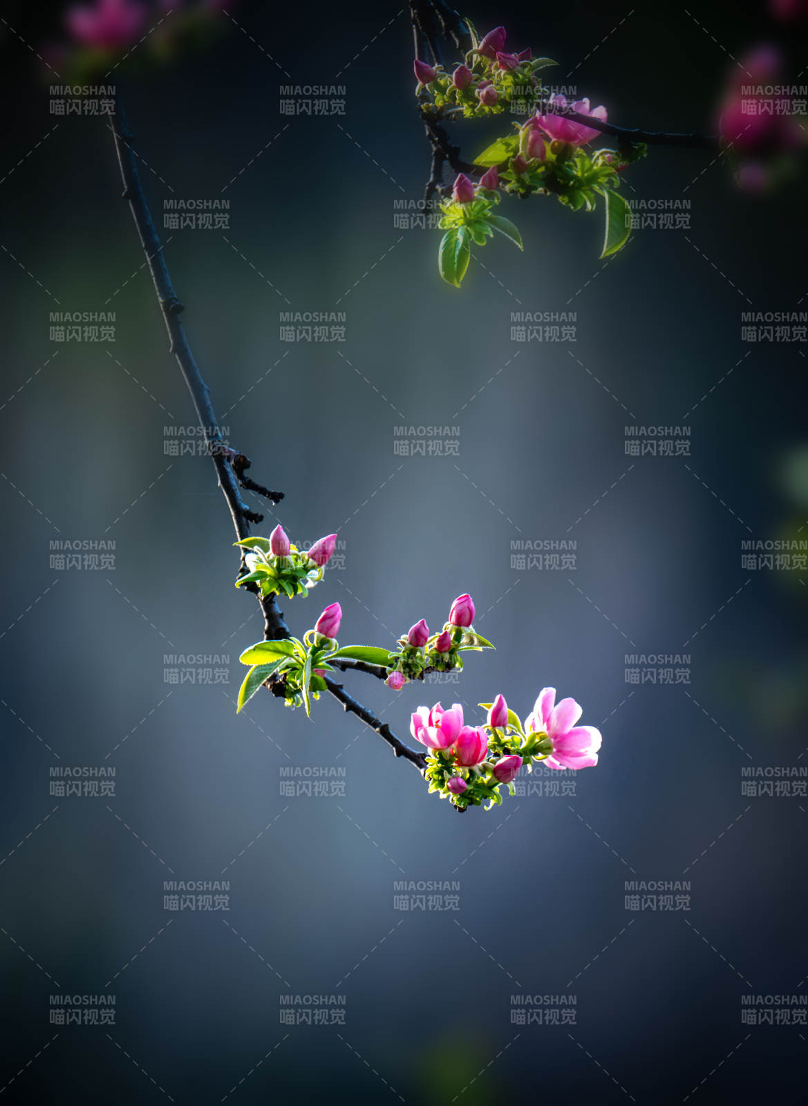 春花初绽 枝头粉嫩迎光图片