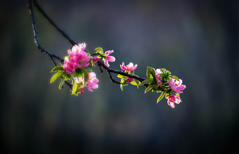 春花初绽 枝头粉嫩迎春风图片