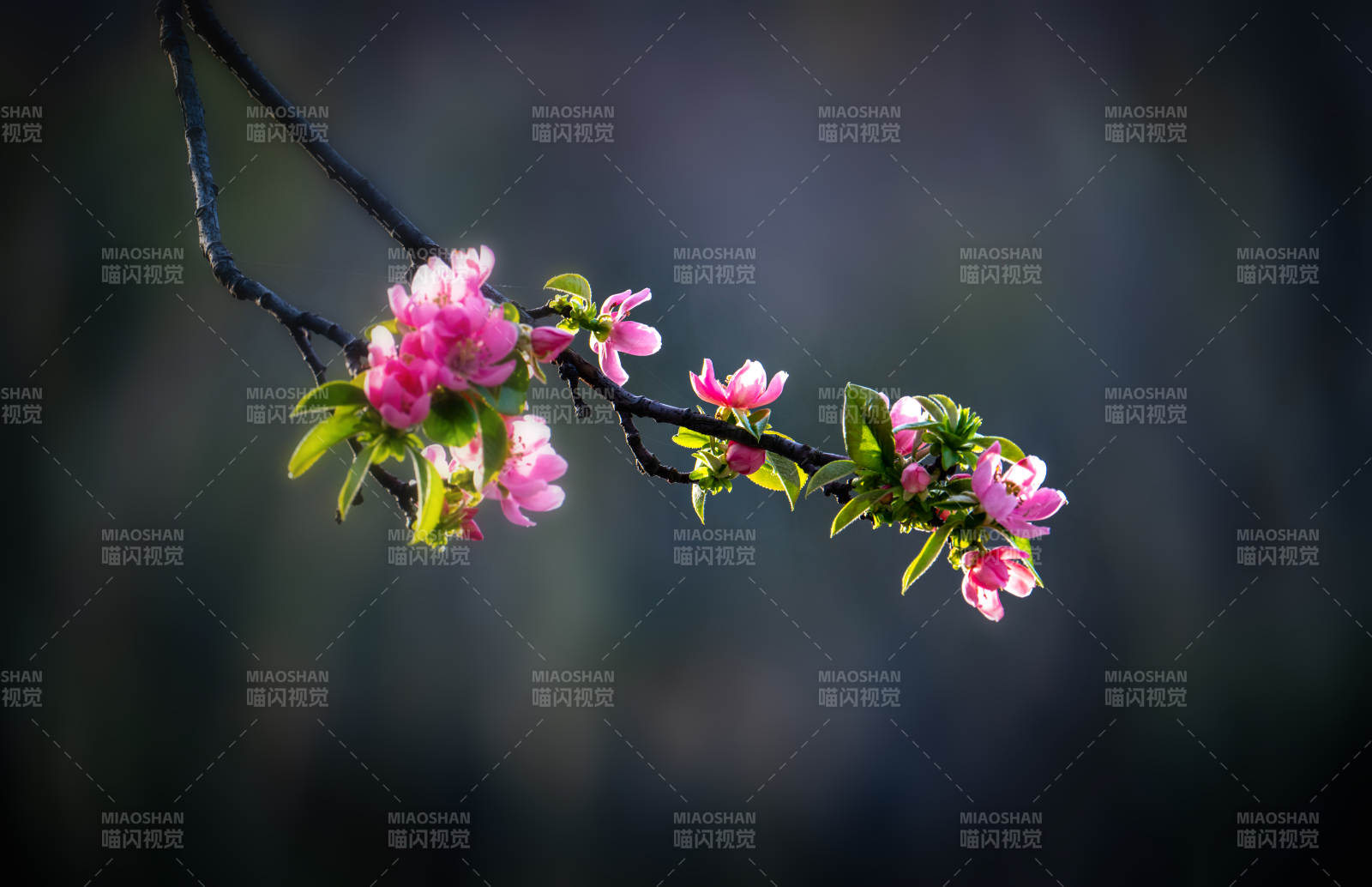 春花初绽 枝头粉嫩迎春风图片