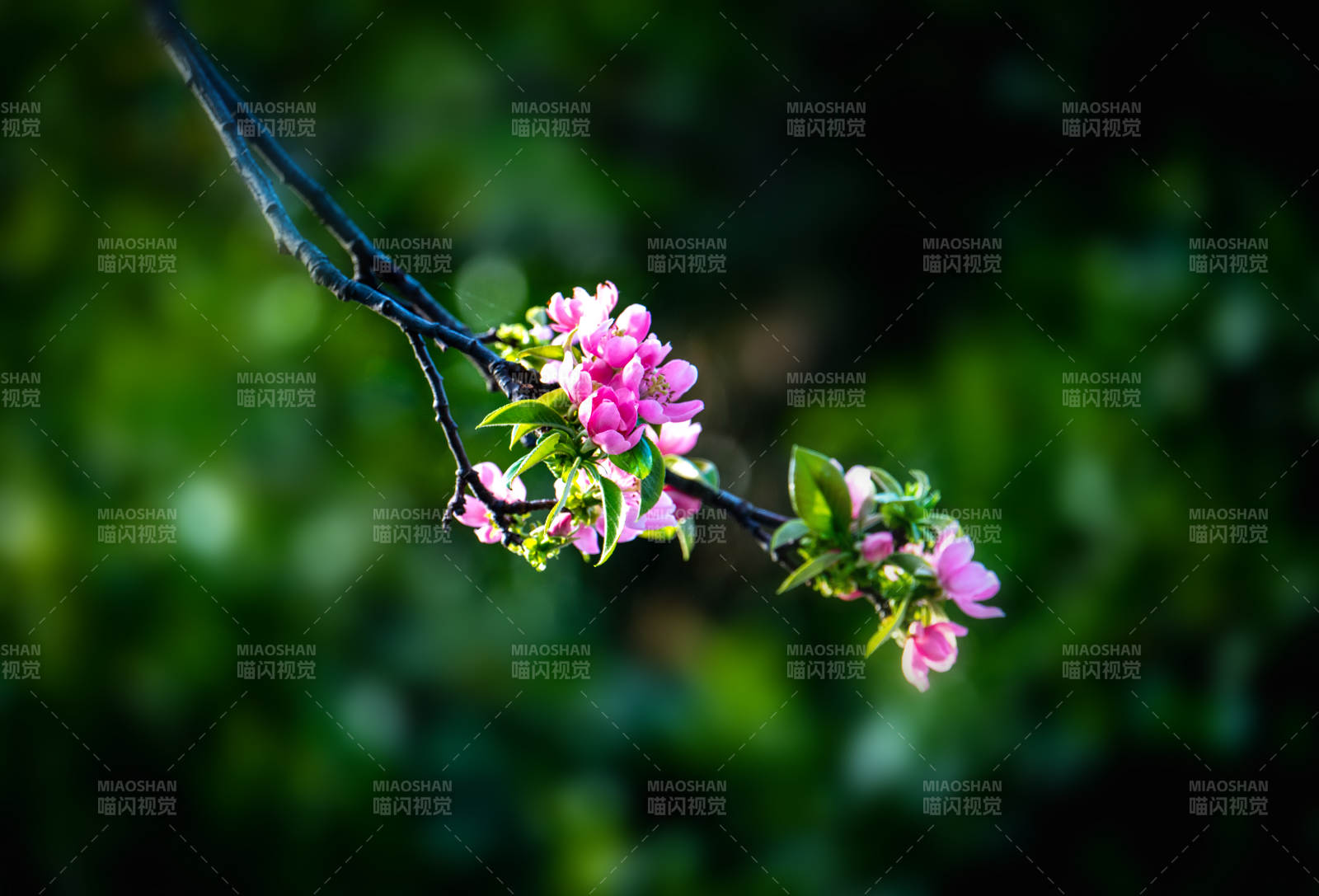 枝头粉花映绿意图片