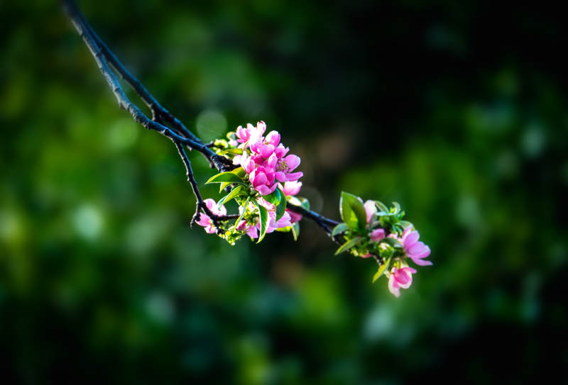 枝头粉花映绿意图片