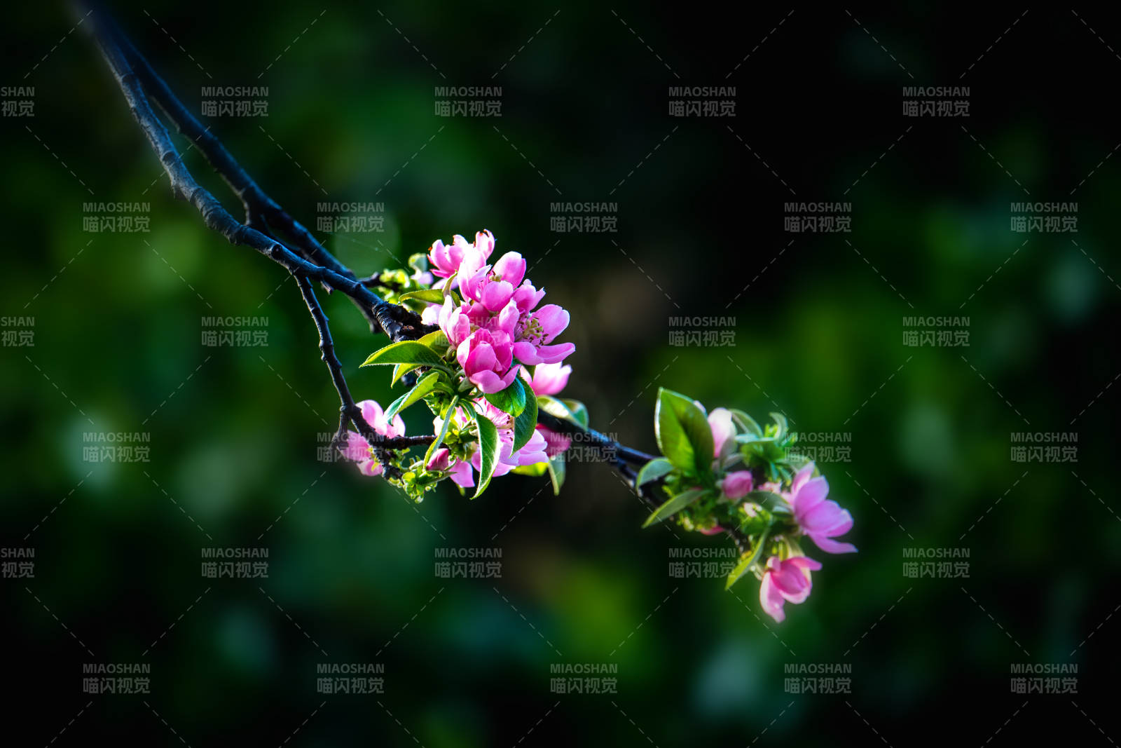 粉花缀枝 春意盎然图片