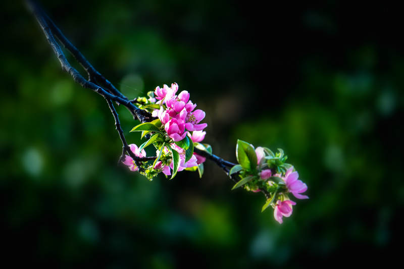 粉花缀枝 春意盎然图片