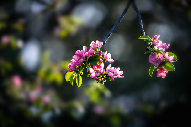 春花绽放 粉嫩枝头迎暖阳图片