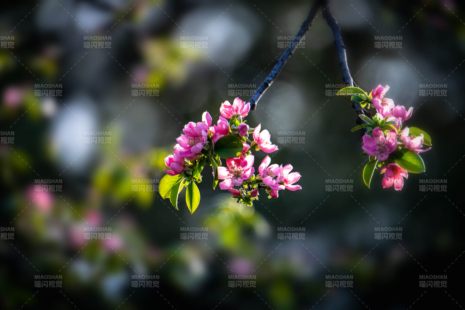 春花绽放 粉嫩枝头迎暖阳图片