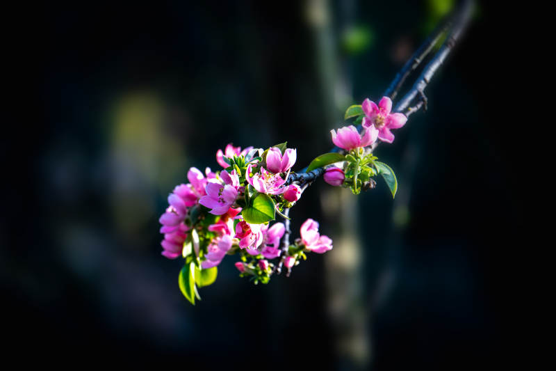 枝头粉花映春光图片