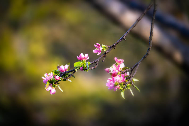 春花初绽 枝头粉嫩迎暖阳图片