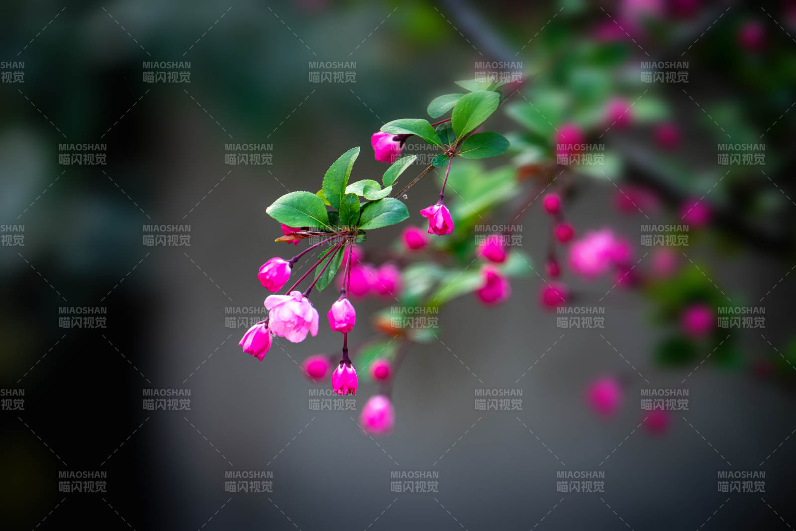 粉花垂枝 春意盎然图片