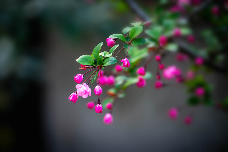粉花垂枝 春意盎然图片