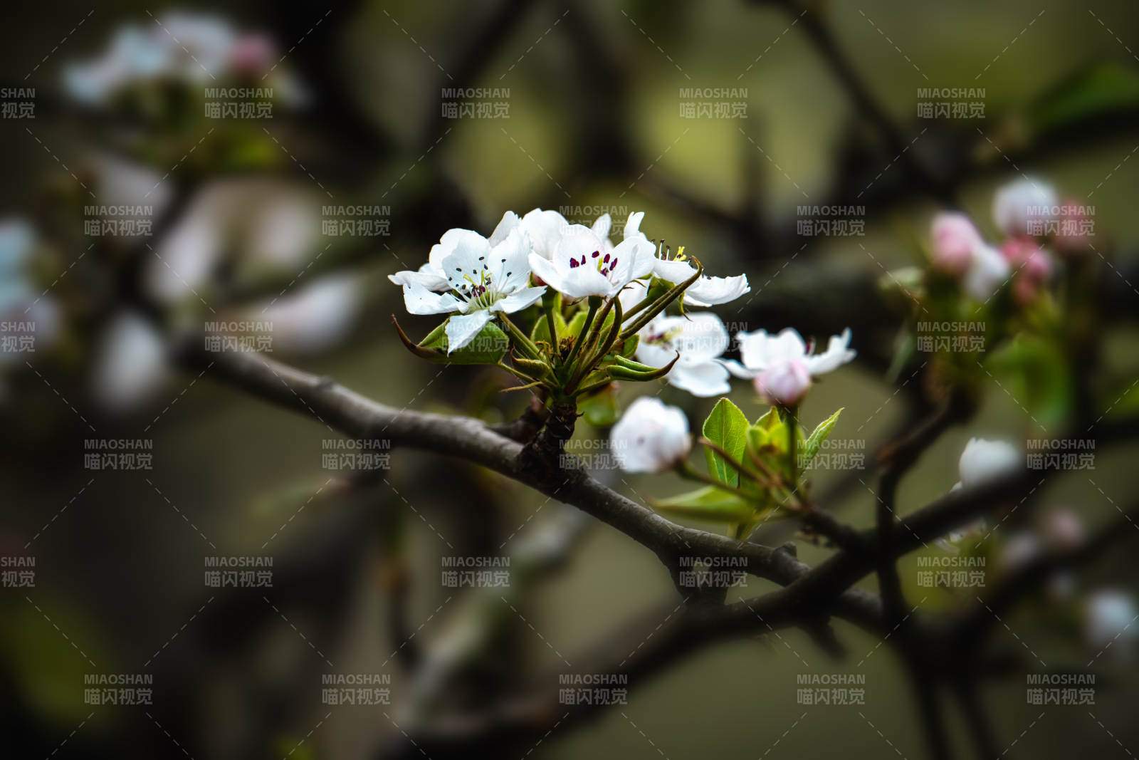 梨花初绽 春意枝头闹图片