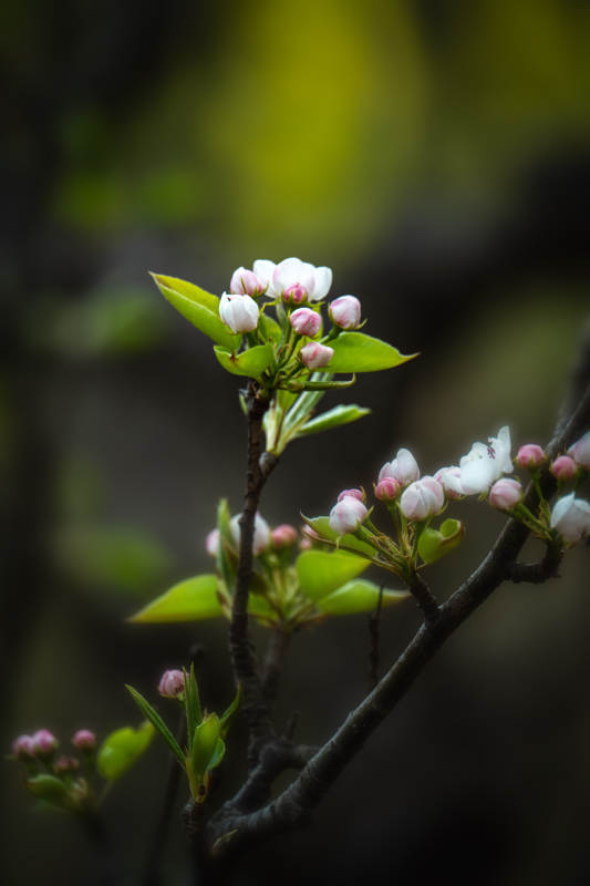 枝头初绽白粉花图片