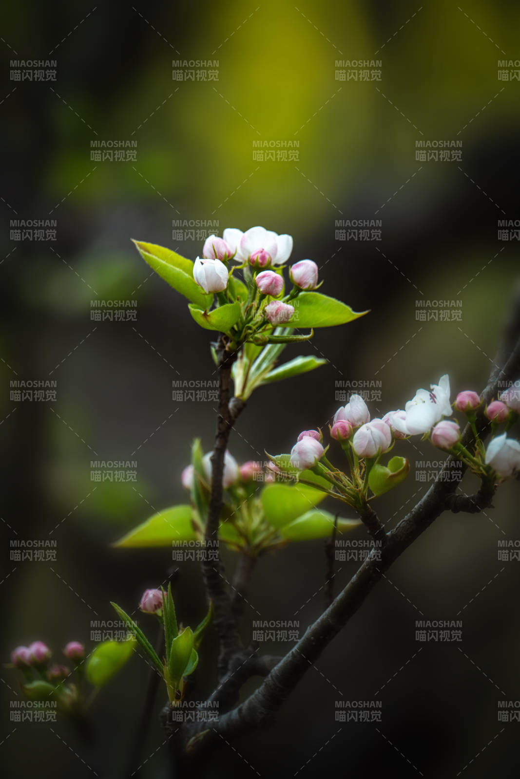 枝头初绽白粉花图片