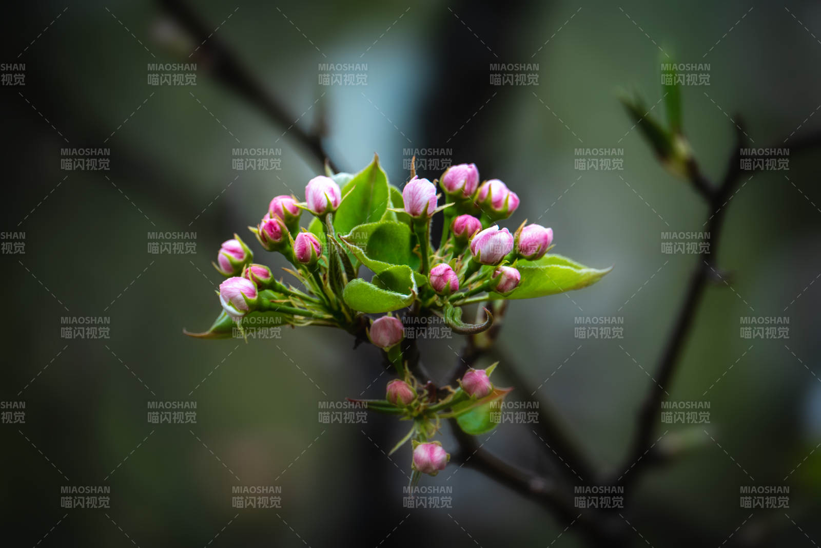 春花初绽 粉嫩含羞图片