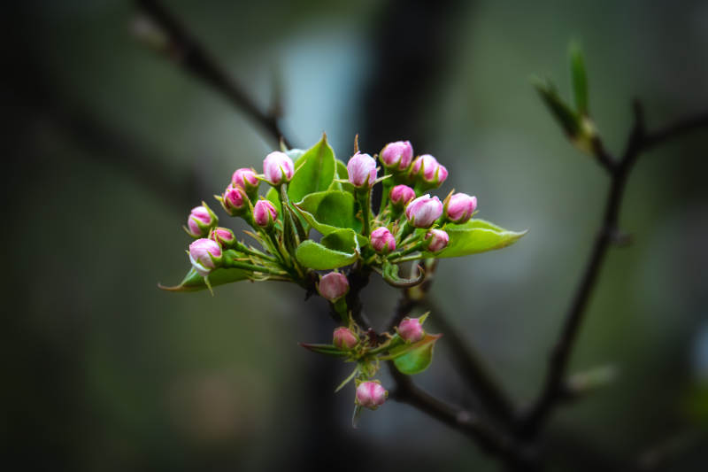 春花初绽 粉嫩含羞图片