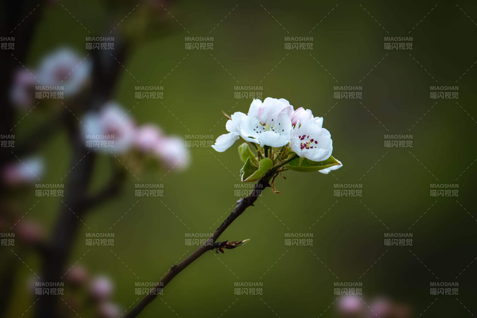 梨花初绽 春意悄然来图片
