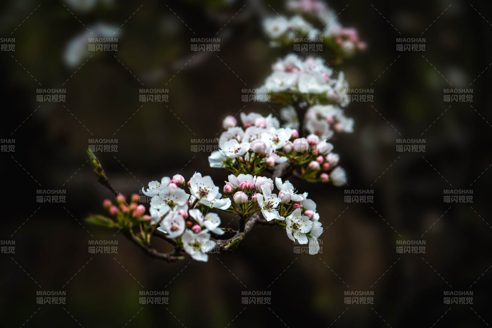 春花初绽 粉白相间美如画图片