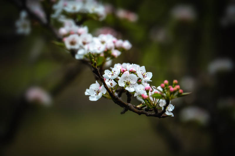 春花绽放 枝头雪白粉嫩图片