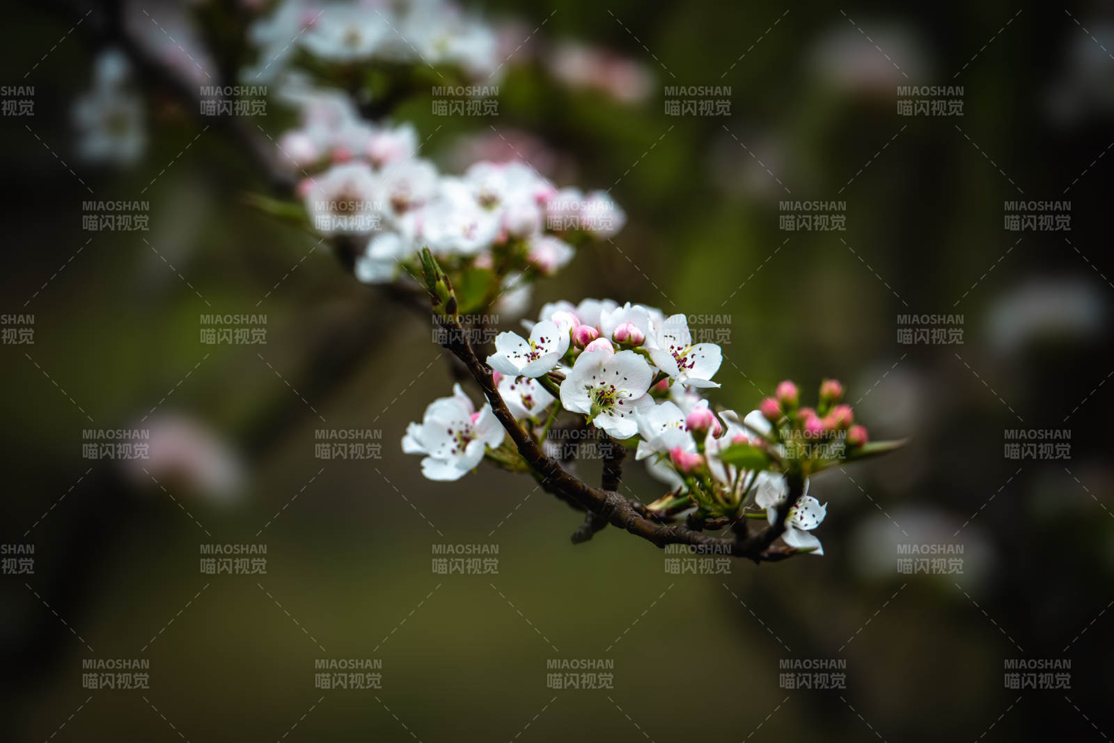 春花绽放 枝头雪白粉嫩图片