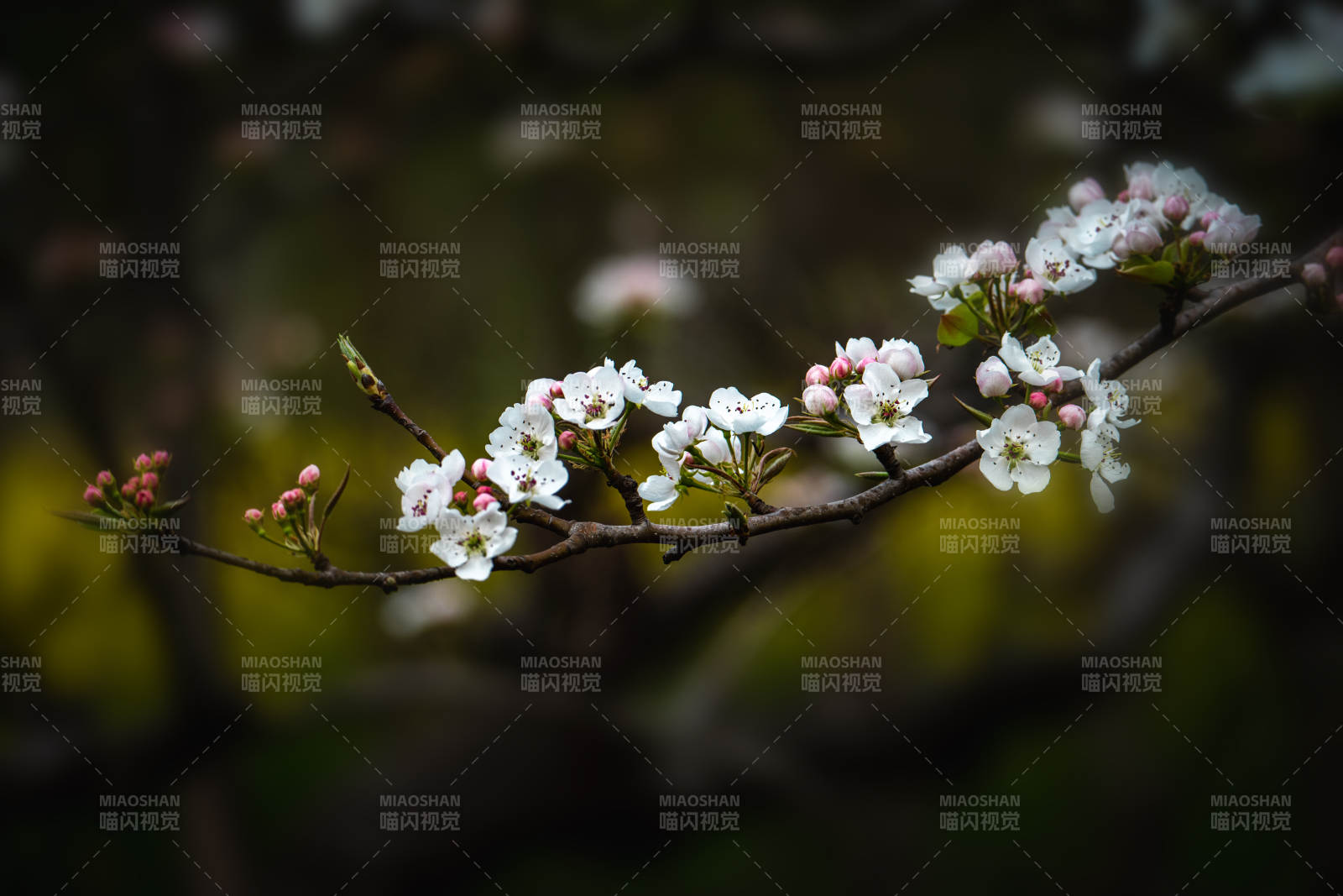 春花绽放 枝头雪白如雪图片