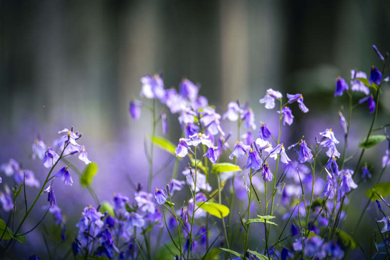 紫花摇曳 春意盎然图片