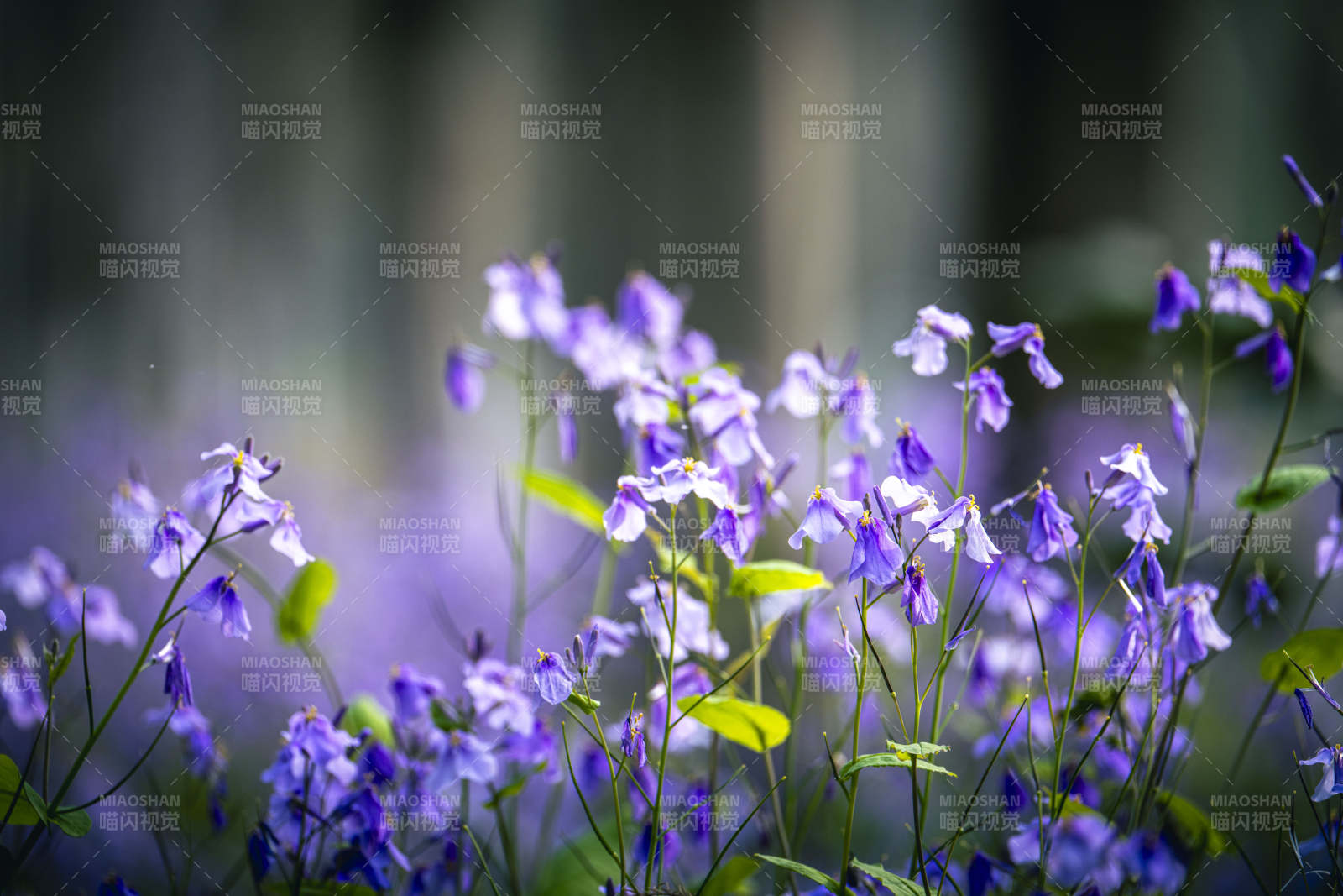 紫花摇曳 春意盎然图片