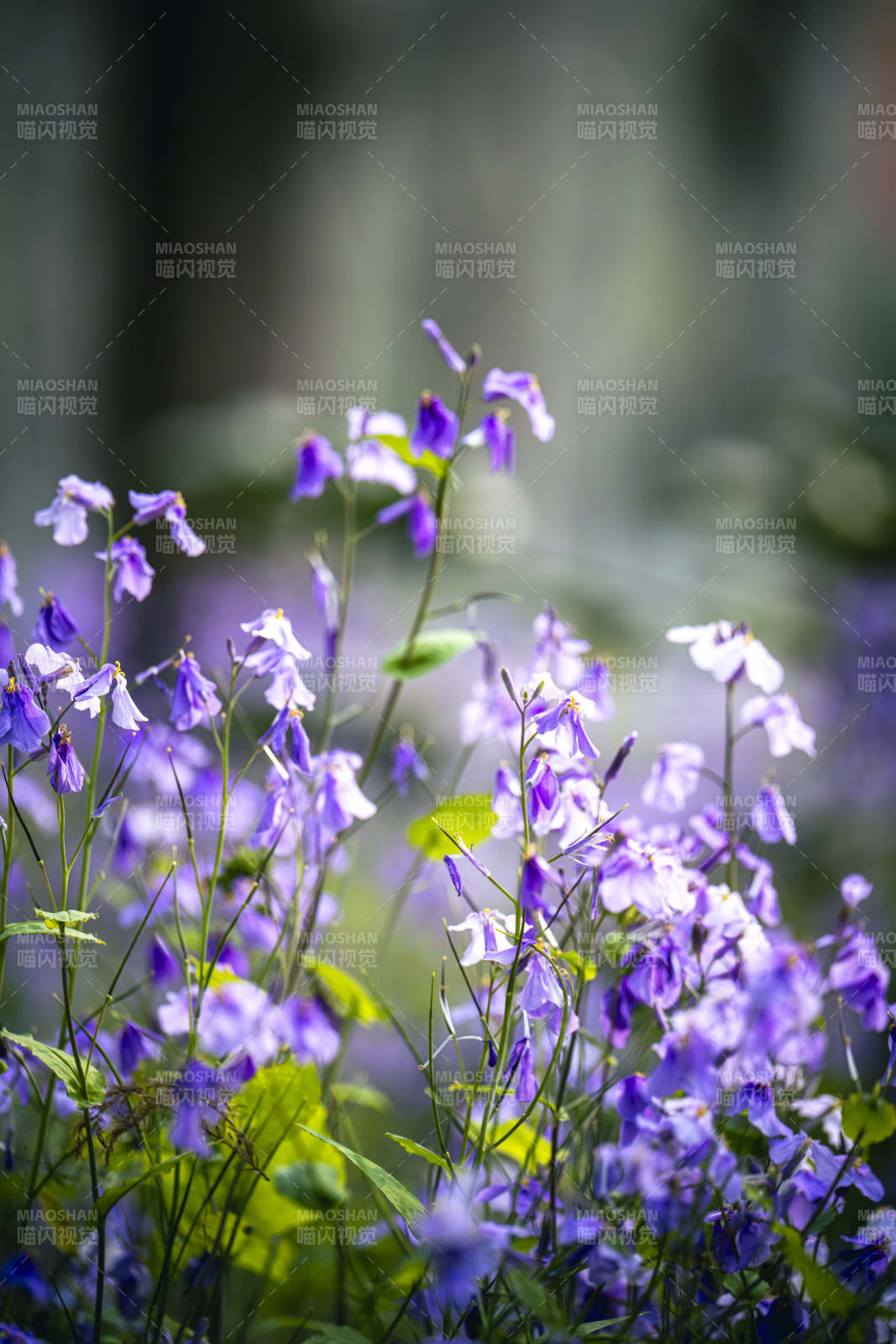 紫花摇曳 春意盎然图片