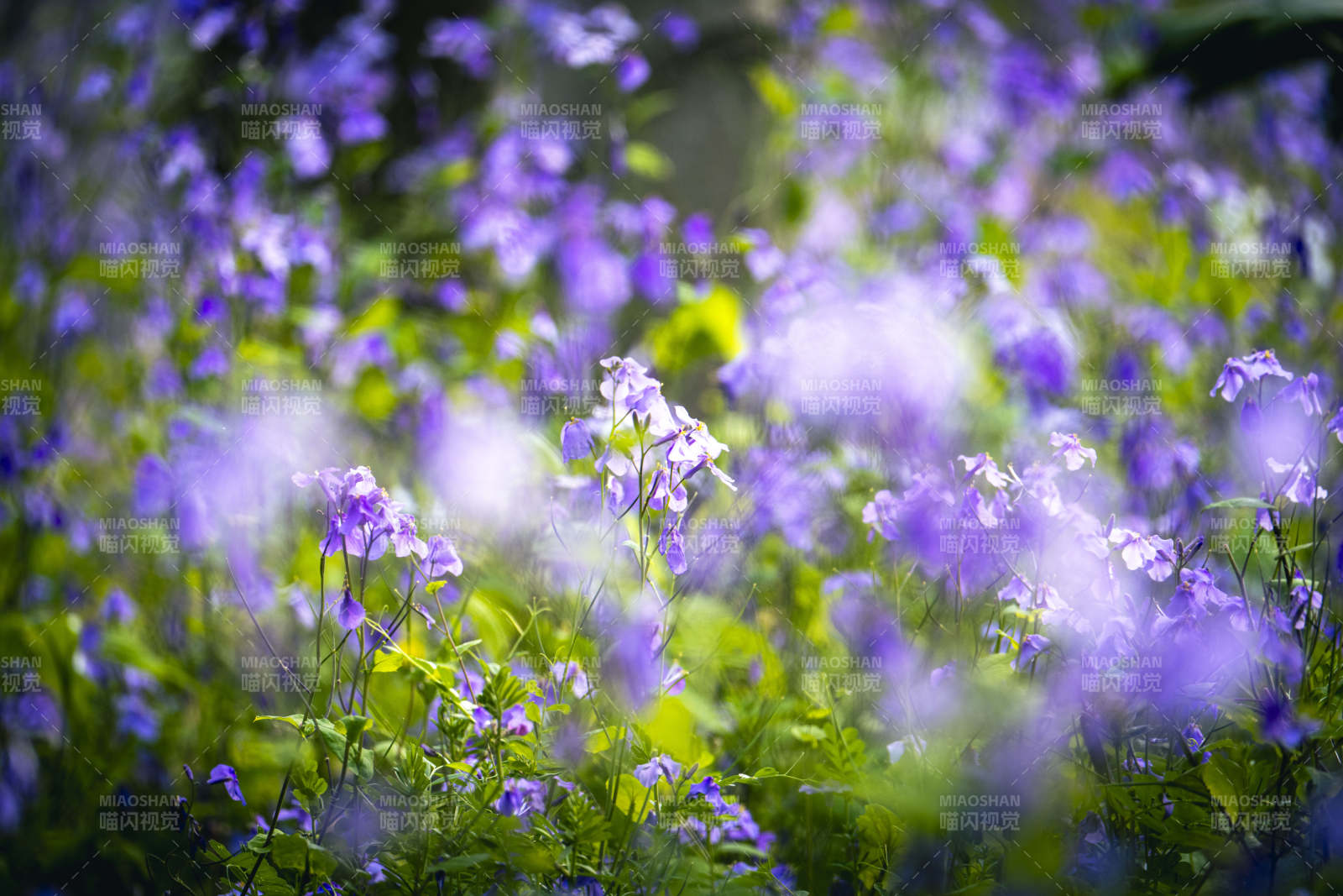 紫花朦胧 春意盎然图片