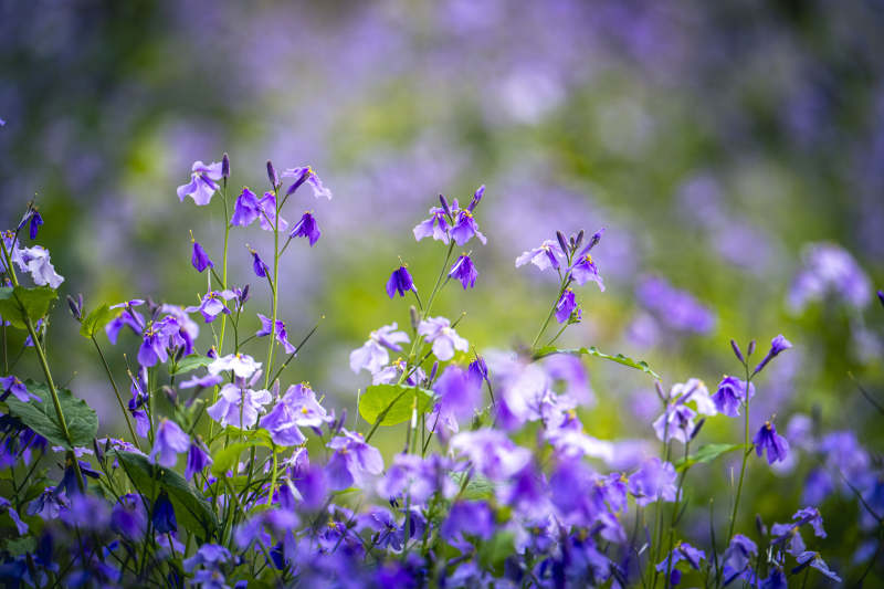 紫花烂漫 春意盎然图片