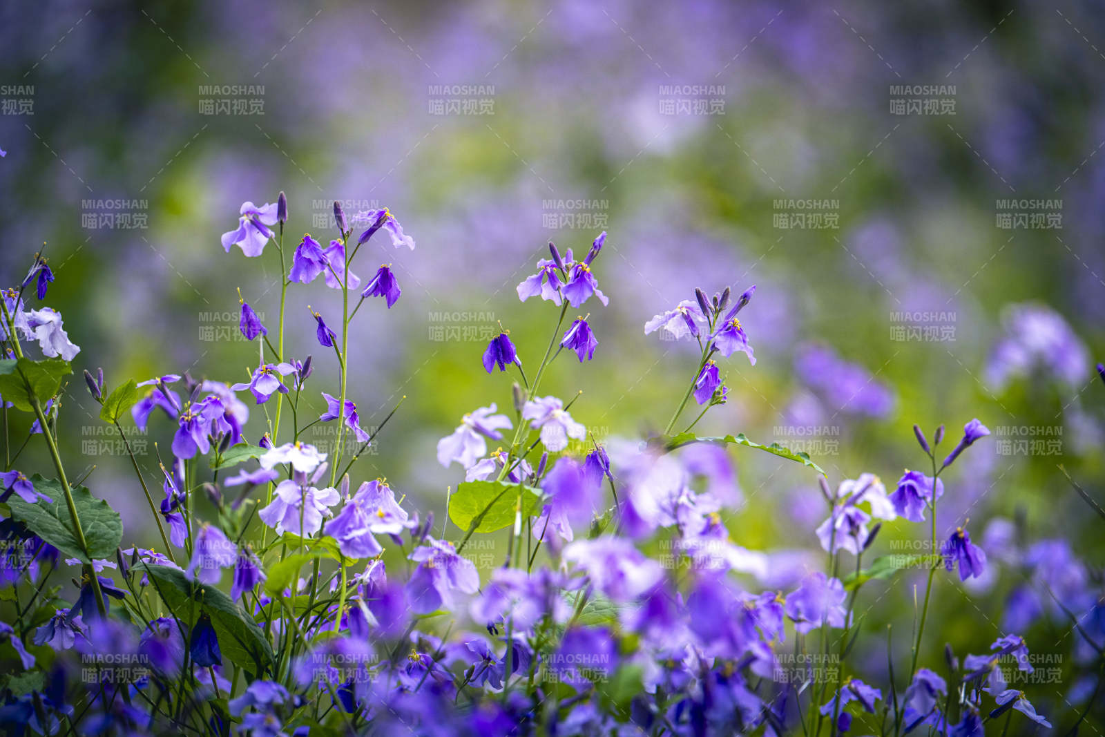 紫花烂漫 春意盎然图片