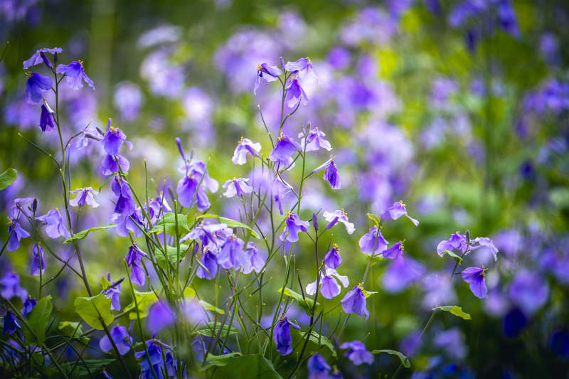 紫花满园 春意盎然图片