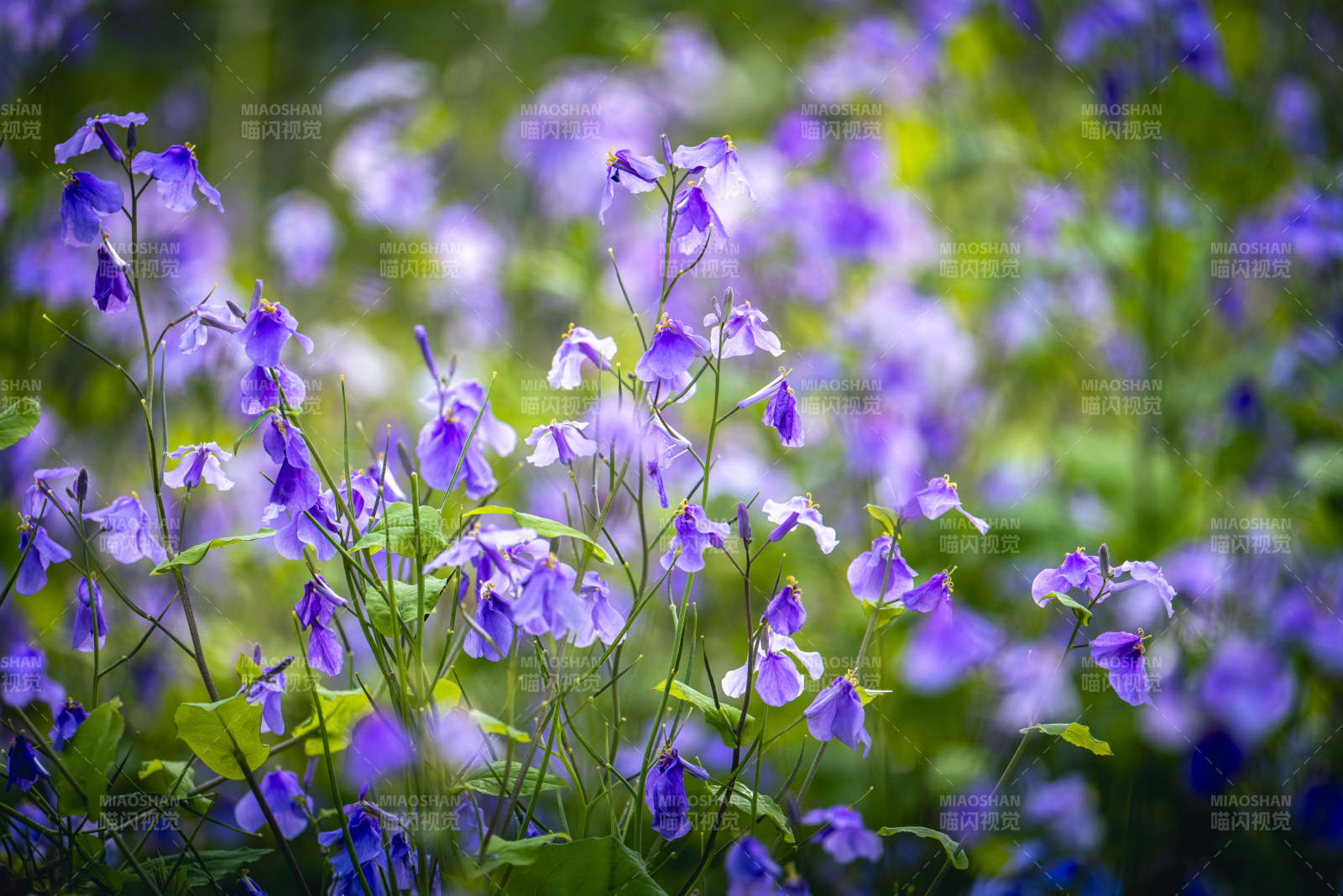 紫花满园 春意盎然图片