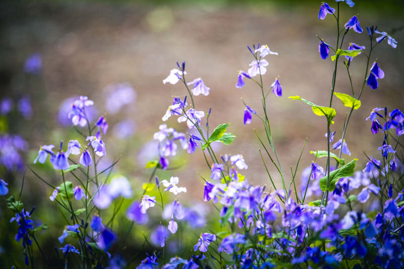 紫花摇曳 春日温柔梦图片