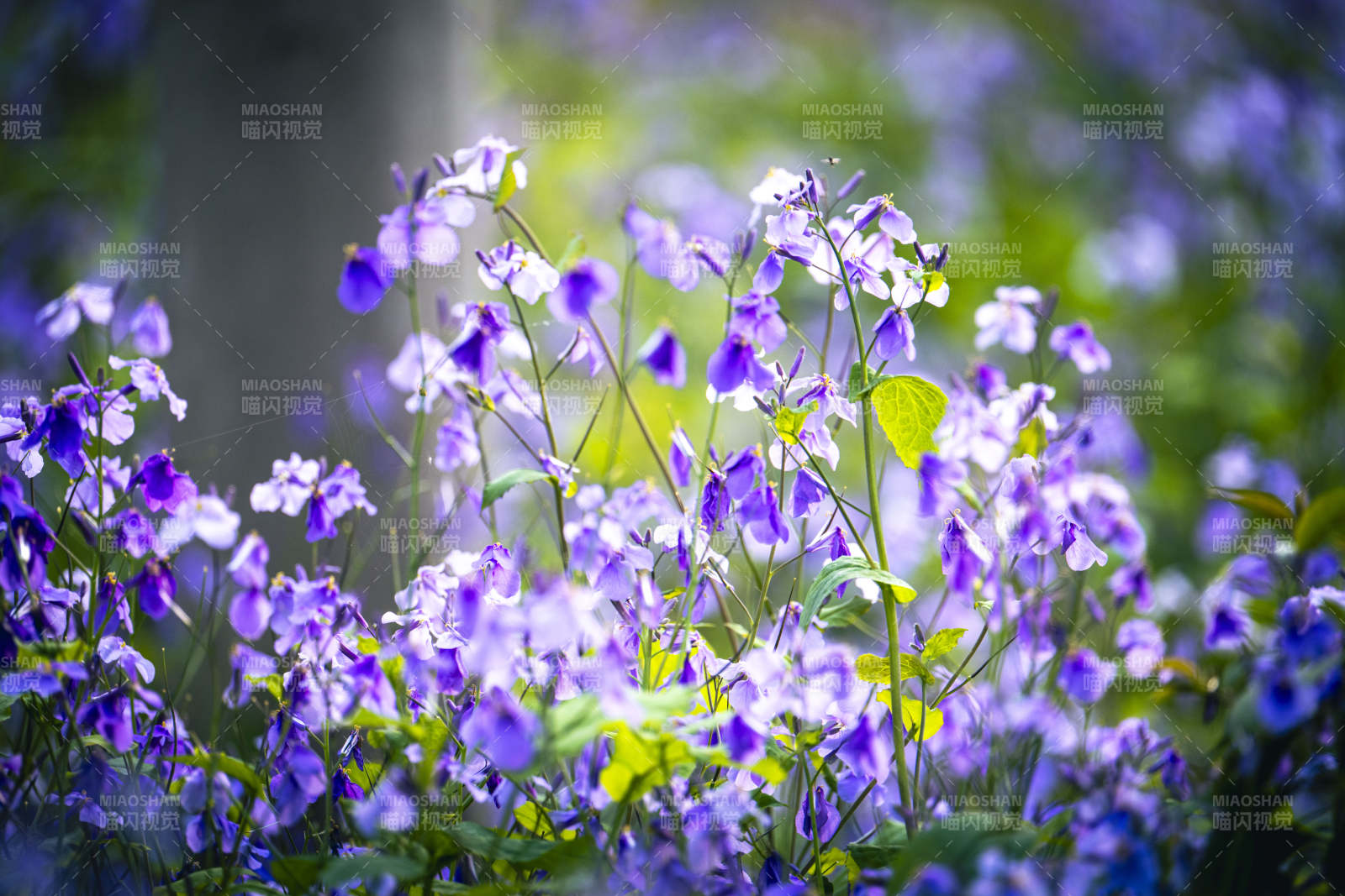 紫花烂漫 春意盎然图片
