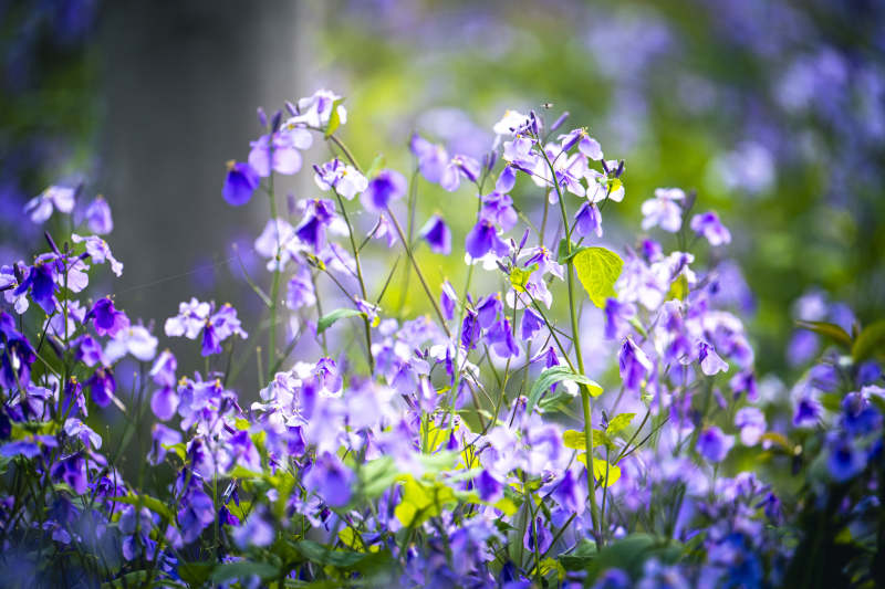 紫花烂漫 春意盎然图片