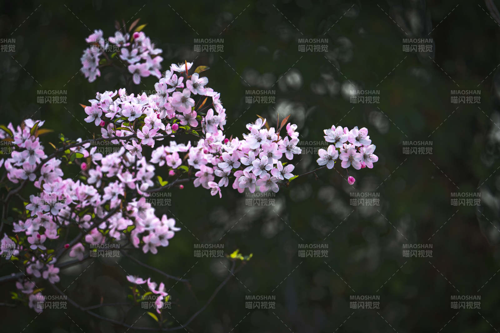 粉花枝头春意浓图片