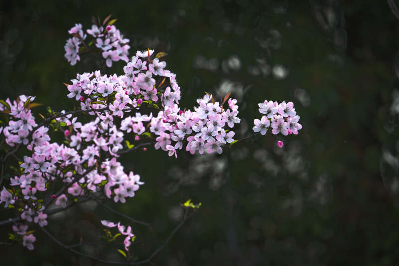粉花枝头春意浓图片