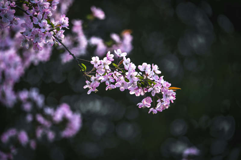 春花绽放 粉嫩枝头映春光图片