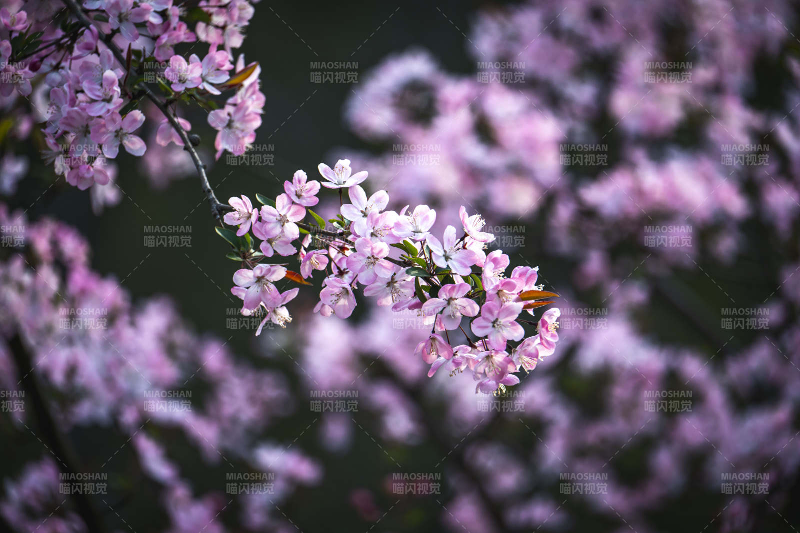 粉樱绽放 春意盎然图片